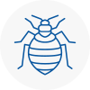 Bed Bug Extermination In Torbay