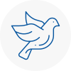 Bird Prevention Torbay