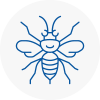 Torbay Hornet Nest Removals