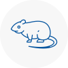 Rat Control Torbay