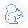Torbay Rodent Removals
