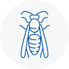 Torbay Wasp Nest Removal